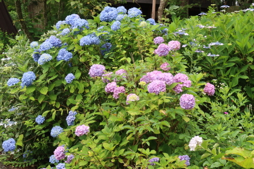 紫陽花が見頃、善光寺の朝　２０２１．７．４　（２）_c0075701_08483874.jpg