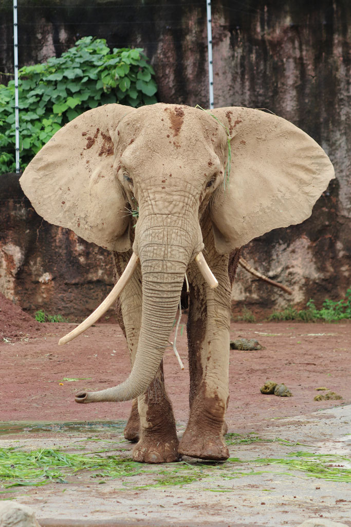 雨の多摩動物公園 アフリカゾウ アコ とキリンっ仔 ノン July 続々 動物園ありマス
