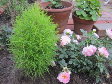 コキア ほうき草 の苗を植えました 花の自由旋律