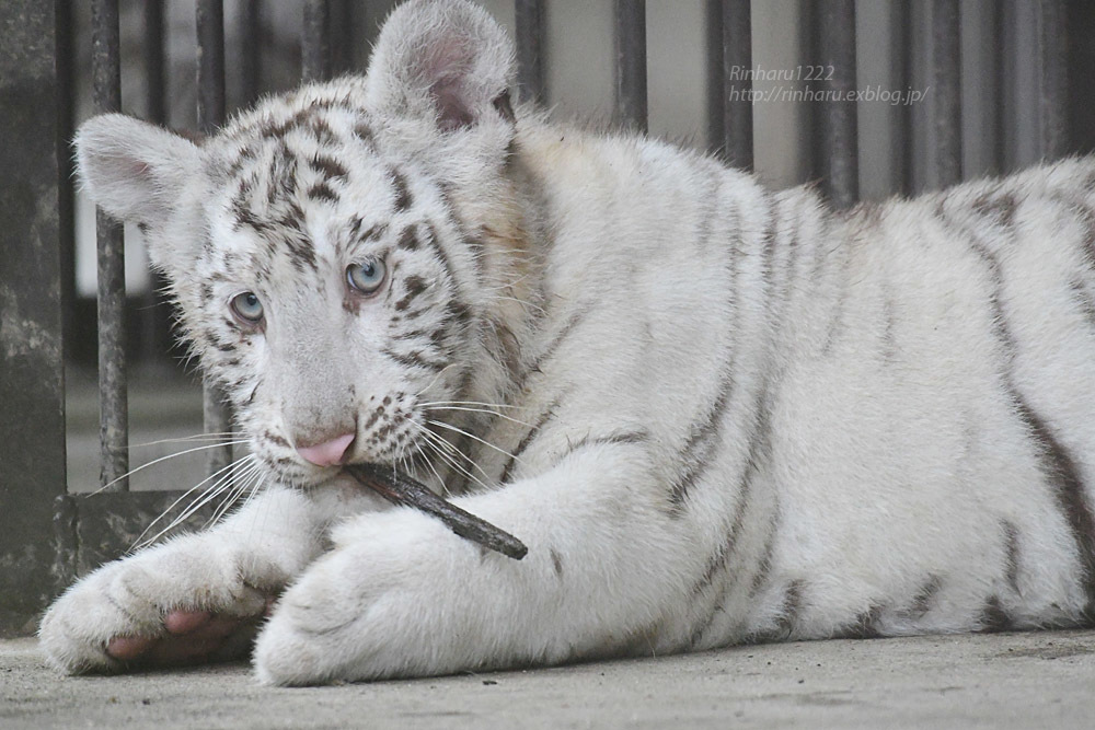 21 7 4 宇都宮動物園 ホワイトタイガーの赤ちゃん命名式 青空に浮かぶ月を眺めながら 21 7 4 宇都宮動物園 ホワイトタイガーの赤ちゃん命名式 青空に浮かぶ月を眺めながら
