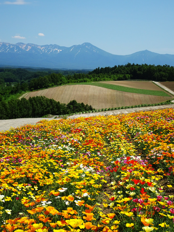 四季彩の丘で花菱草畑をみた_e0192725_17284750.jpg