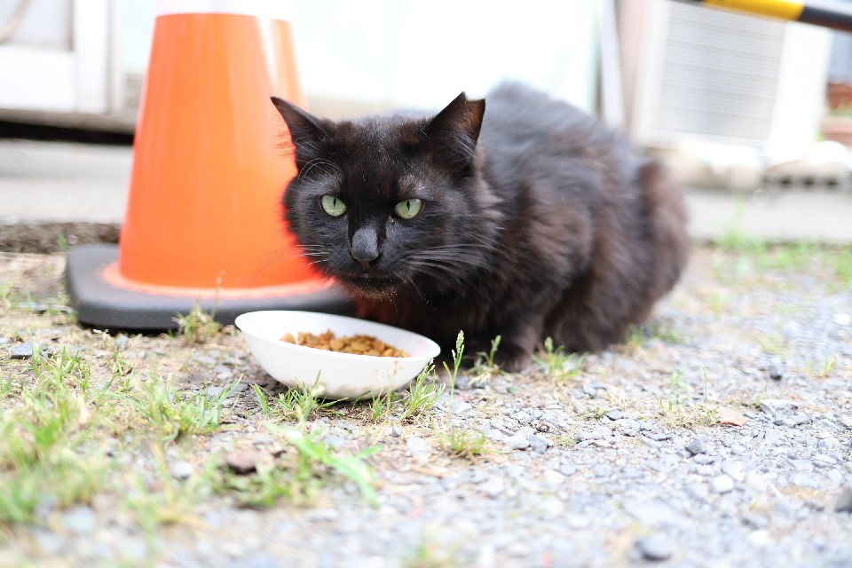 黒猫とキャットフード ヴィンテージ ステンドグラス ローウェル・エレーロ 黒猫とキャットフード ヴィンテージ ステンドグラス ローウェル