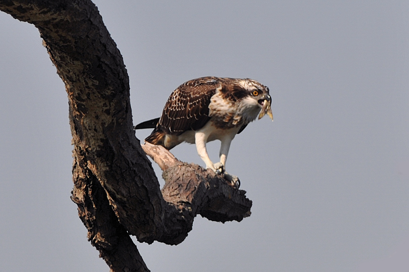 野鳥の会_f0400360_12143255.jpg