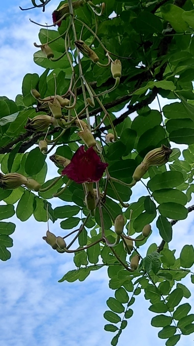 ソーセージノキの花 写真と短い文章 5 ソーセージノキの花 写真と短い文章 5