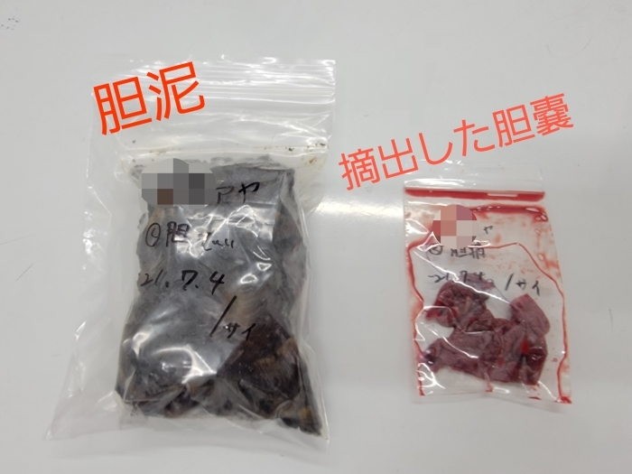 シェルティ 犬 胆泥症 アヤ今日手術しました Sinodon Core シェルティ 犬 胆泥症 アヤ今日手術しました Sinodon Core