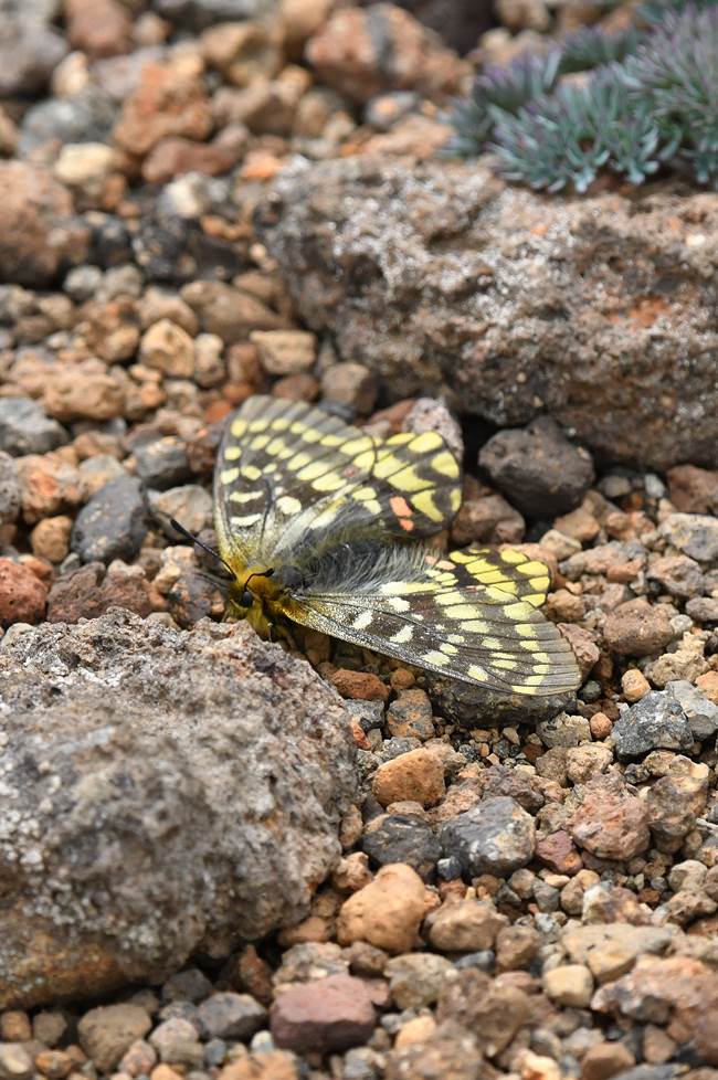 高山蝶ウスバキチョウ・・・北海道遠征 : 続・蝶と自然の物語