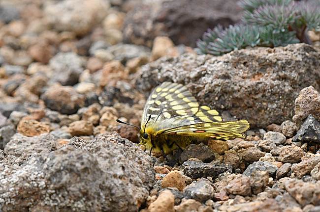 高山蝶ウスバキチョウ・・・北海道遠征 : 続・蝶と自然の物語