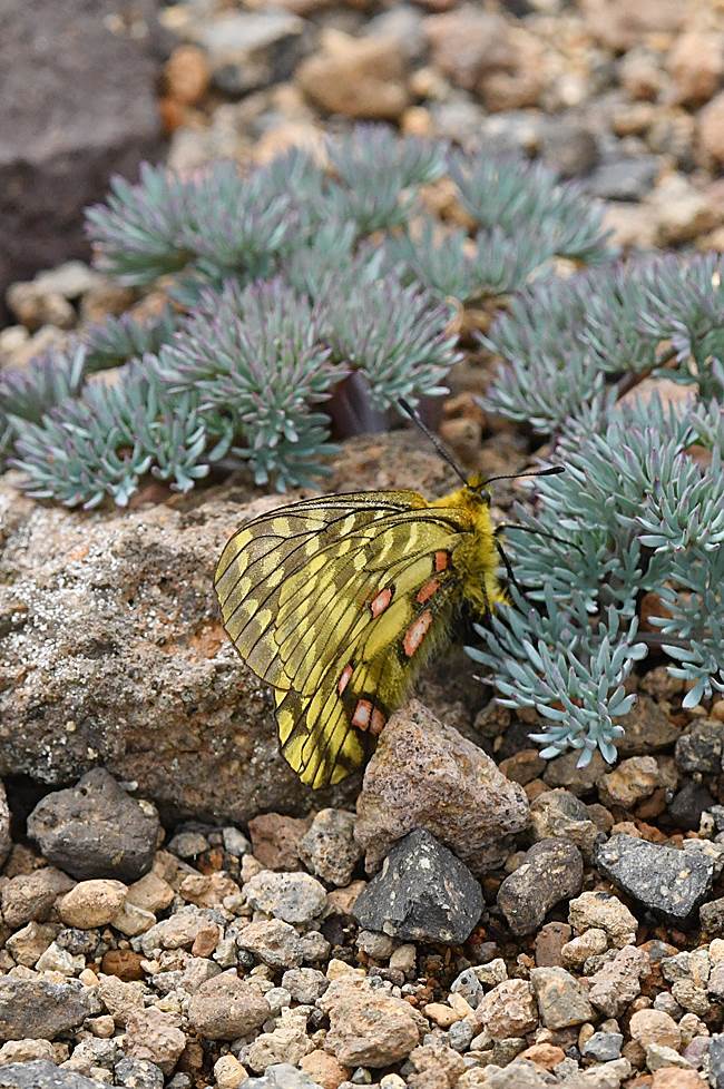 国産蝶標本 ウスバキチョウ♂️ トムラウシ山 規制前野外採集 珍品