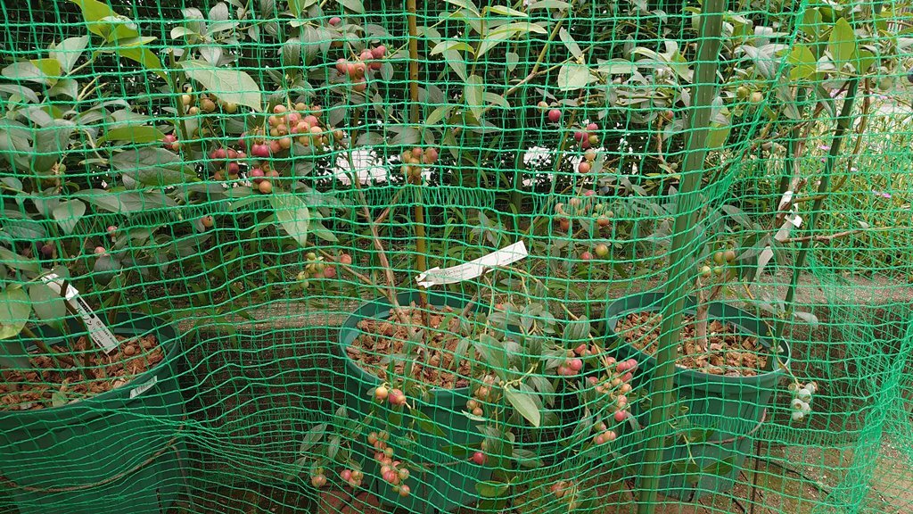 2021 鉢植えブルーベリーの収穫 (その３)_d0358272_15224064.jpg