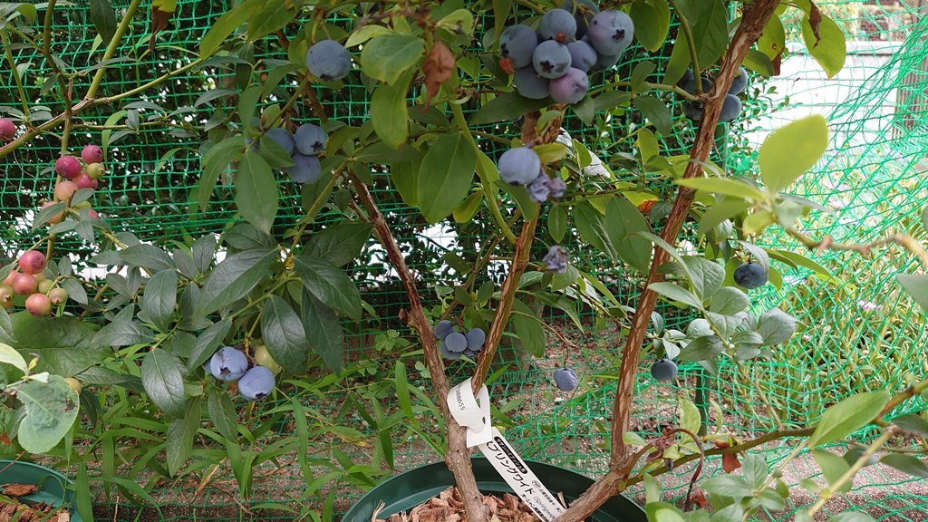 2021 鉢植えブルーベリーの収穫 (その３)_d0358272_15225474.jpg