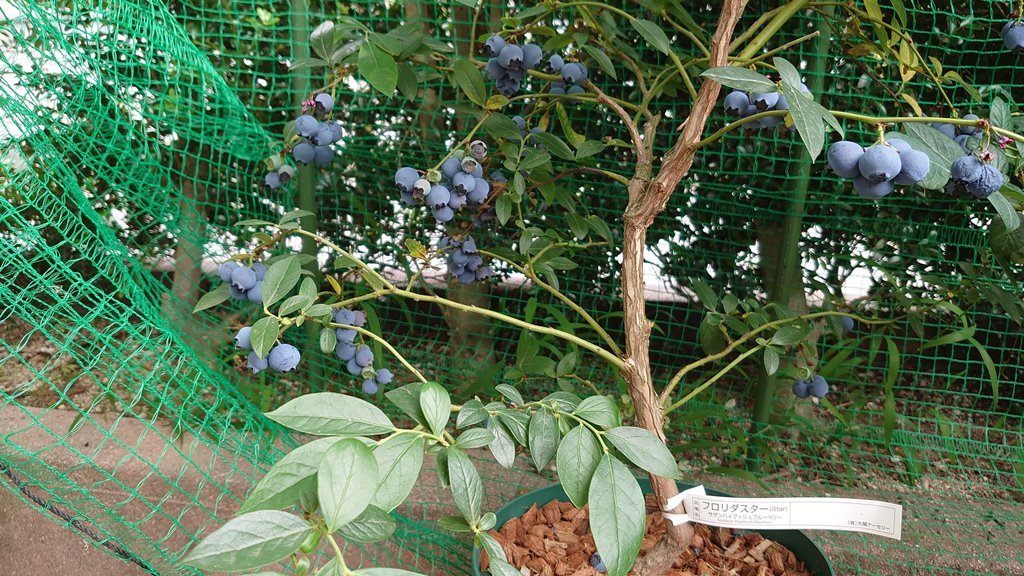 2021 鉢植えブルーベリーの収穫 (その３)_d0358272_15231777.jpg