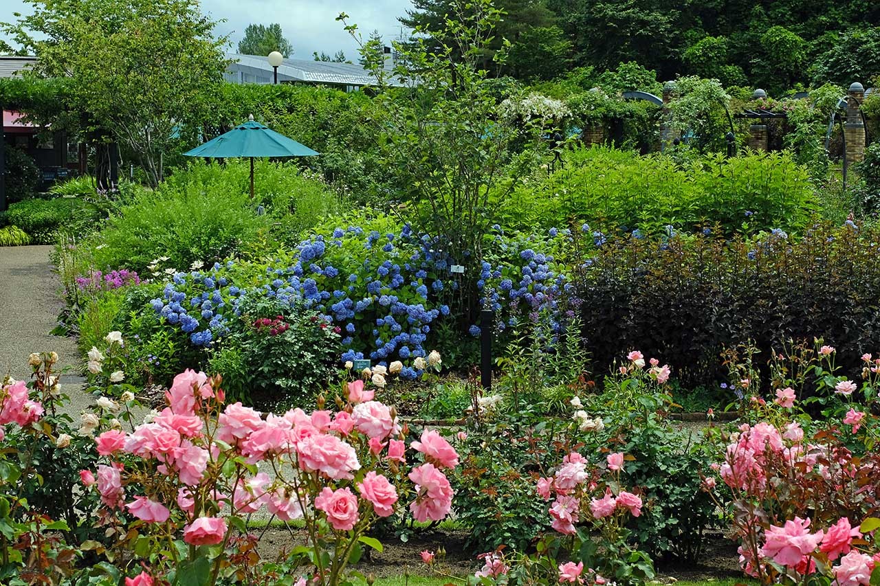 薔薇（越後丘陵公園）_e0096372_07465182.jpg