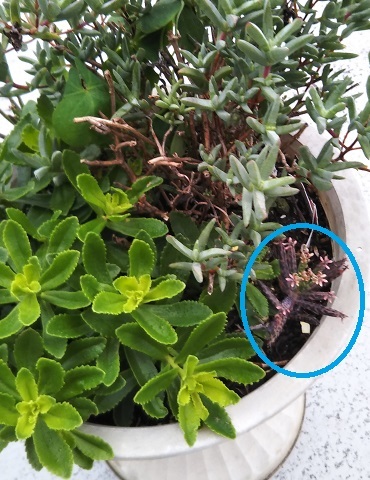 多肉植物 錦蝶 キンチョウ のフォルムと半端ない繁殖力 健気に育つ植物たち