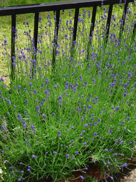 我が家のラベンダーで白いラベンダーも植えています 趣味燦燦 我が家のラベンダーで白いラベンダーも植えています 趣味燦燦