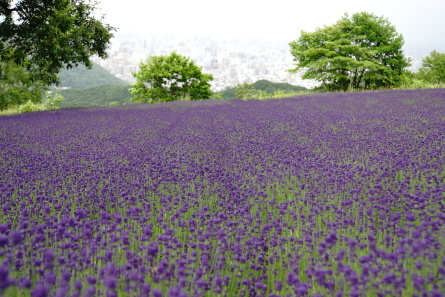 2021/07/05のラベンダー _c0138327_22462866.jpeg