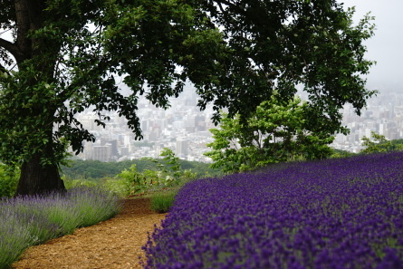 2021/07/05のラベンダー _c0138327_22491754.jpeg