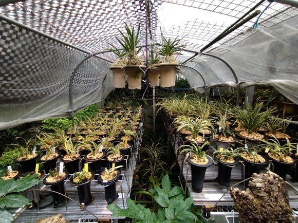 日本春蘭 無名羅紗チャボ : 蘭万園日記