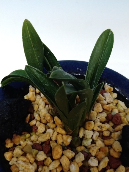 日本春蘭 無名羅紗チャボ : 蘭万園日記