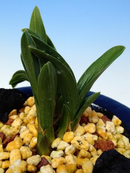 日本春蘭　【無銘チャボ羅紗】３本　/　山野草　野生蘭　寒蘭