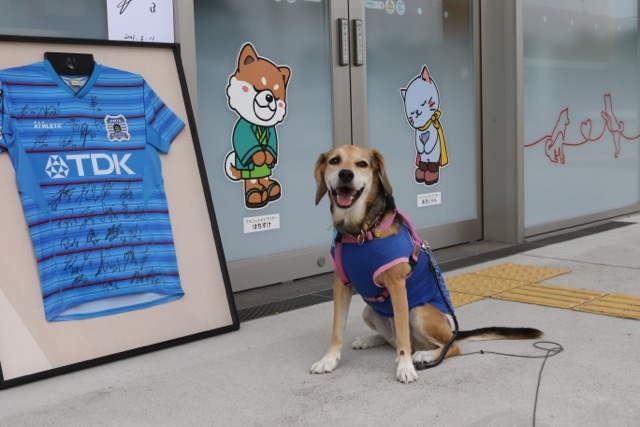 そわそわした1日だった愛媛fc戦 お転婆コーギー犬とeos Kiss Dでのお散歩フォト