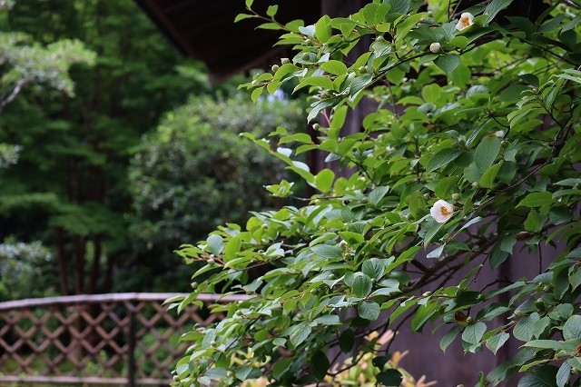 鎌倉 海蔵寺 夏椿 暮らしを紡ぐ2