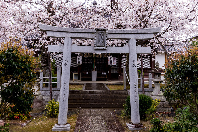 2021桜咲く京都  春雨の真如堂_f0155048_22522522.jpg