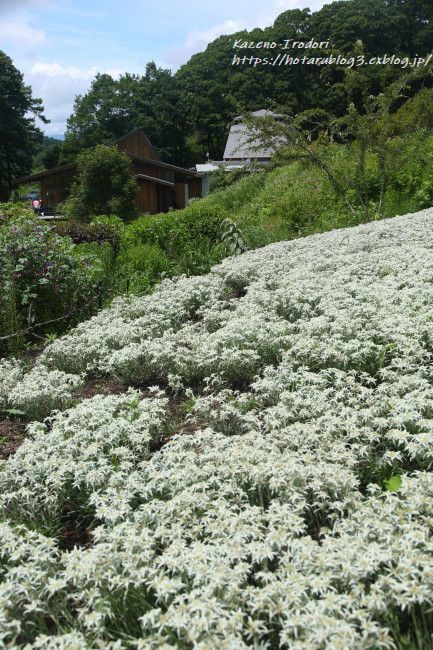 一面のエーデルワイス♪ 中之条 山の上庭園 : 風の彩りー3