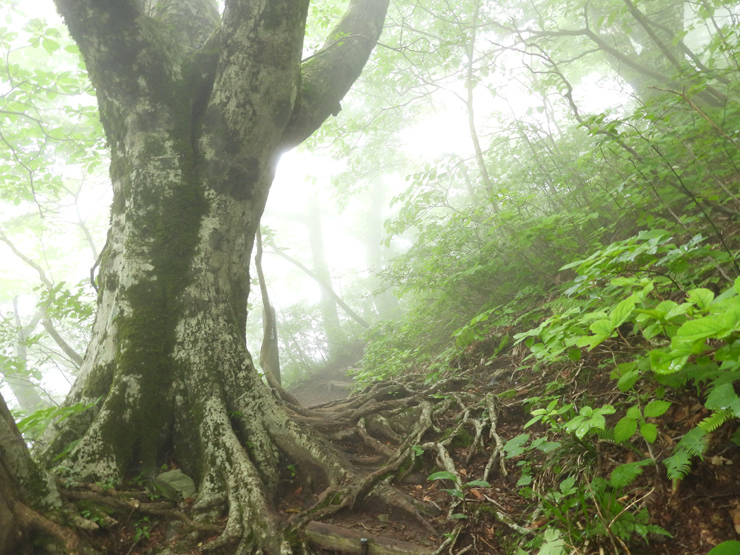 6月29日の三瓶山①_f0214649_05412222.jpg