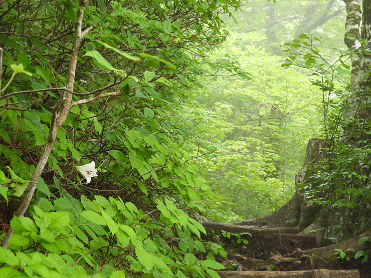 6月29日の三瓶山①_f0214649_05421522.jpg