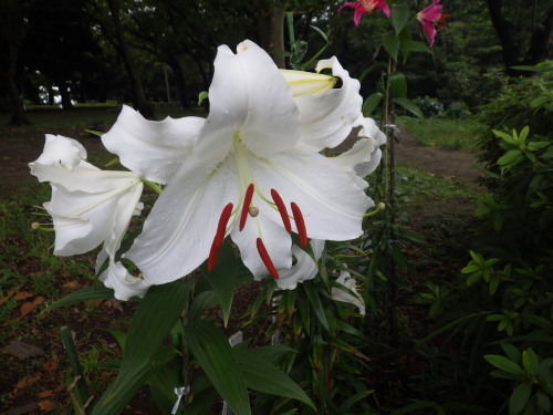 白ユリって清楚 妖艶 神の木公園ブログ