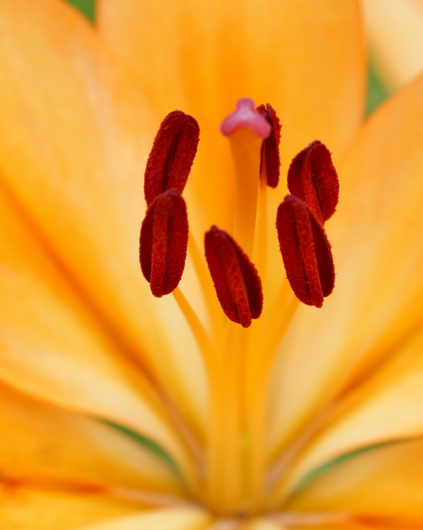 フラワーパークで 去年の花や虫_c0305565_17211440.jpg