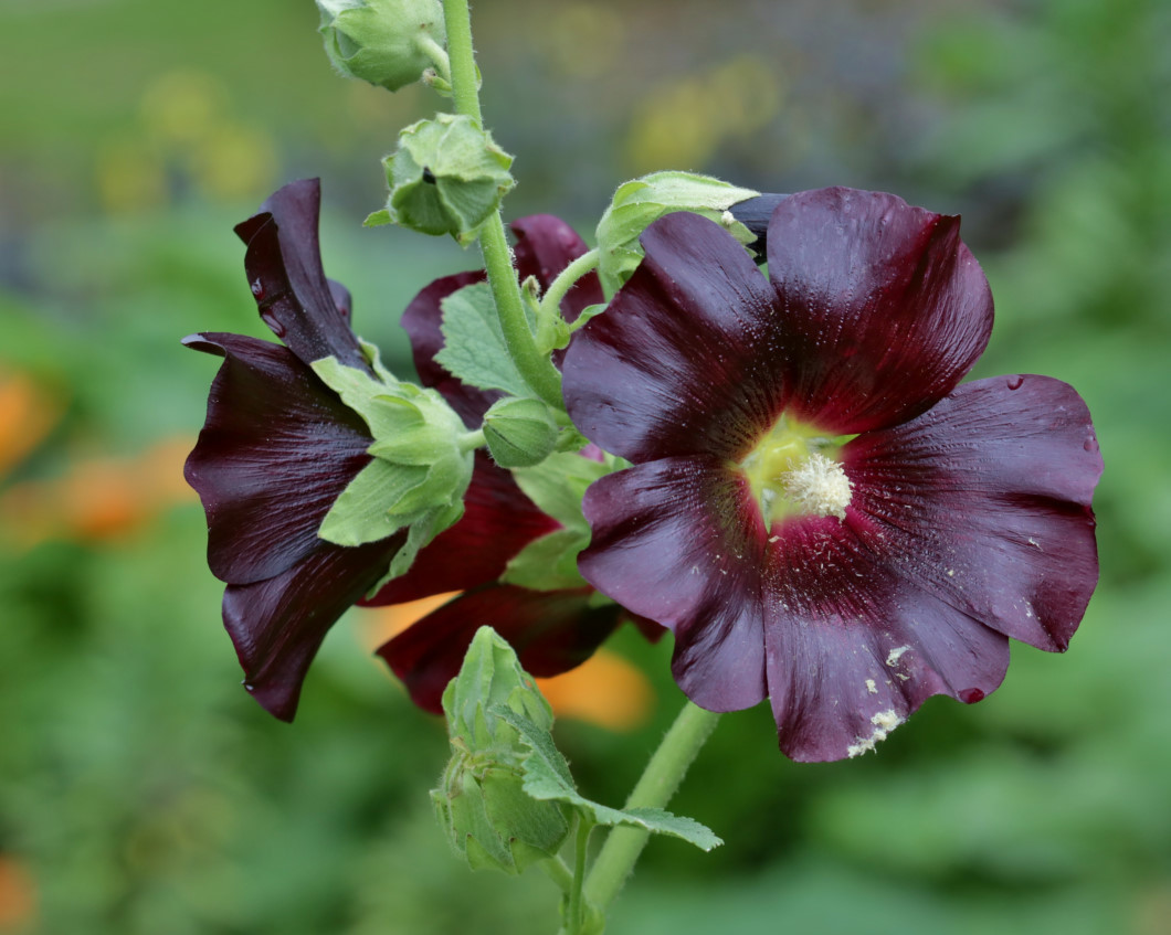 フラワーパークで 去年の花や虫_c0305565_17215338.jpg