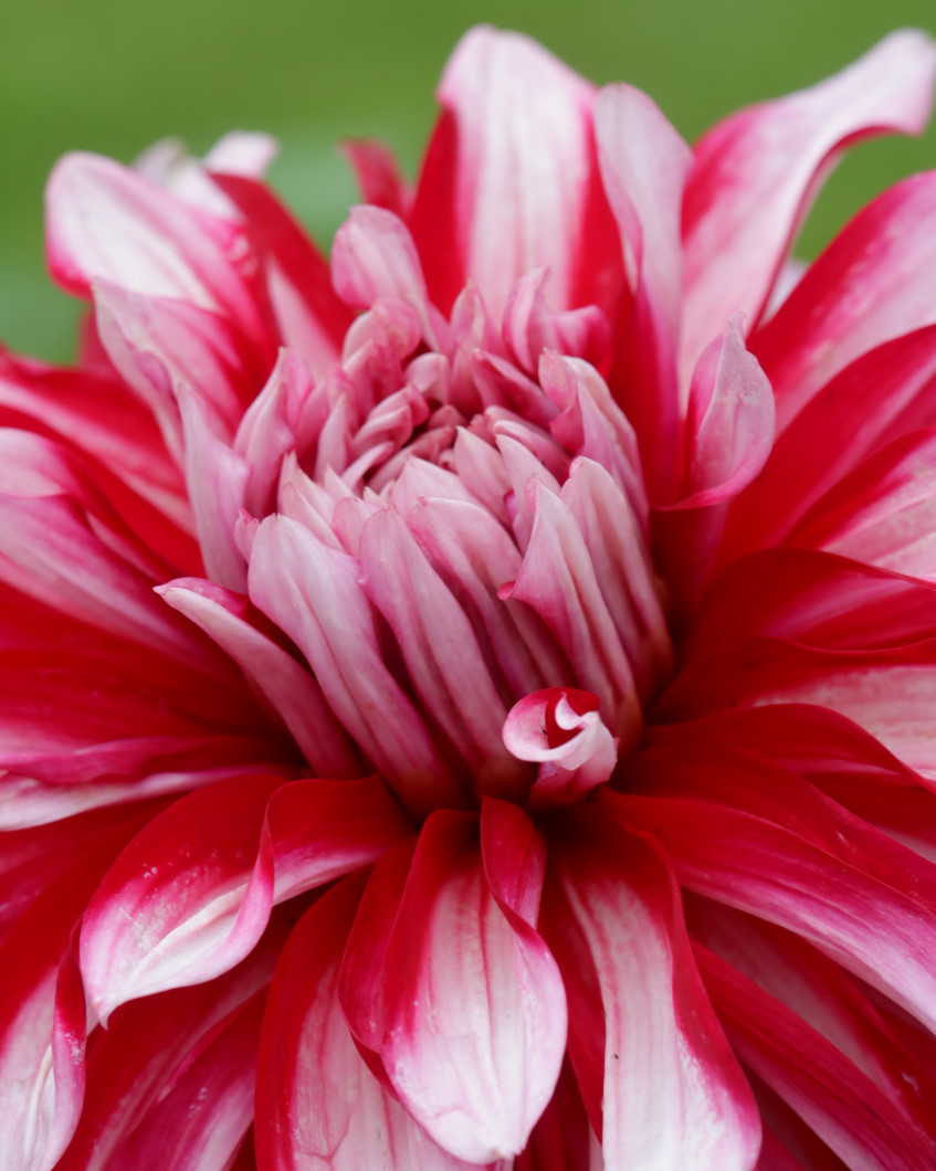 フラワーパークで 去年の花や虫_c0305565_17224528.jpg