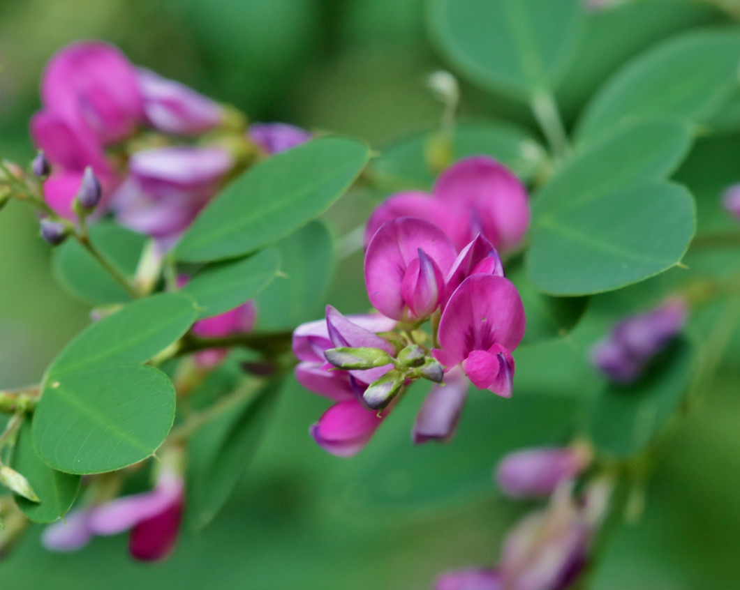 フラワーパークで 去年の花や虫_c0305565_17230127.jpg