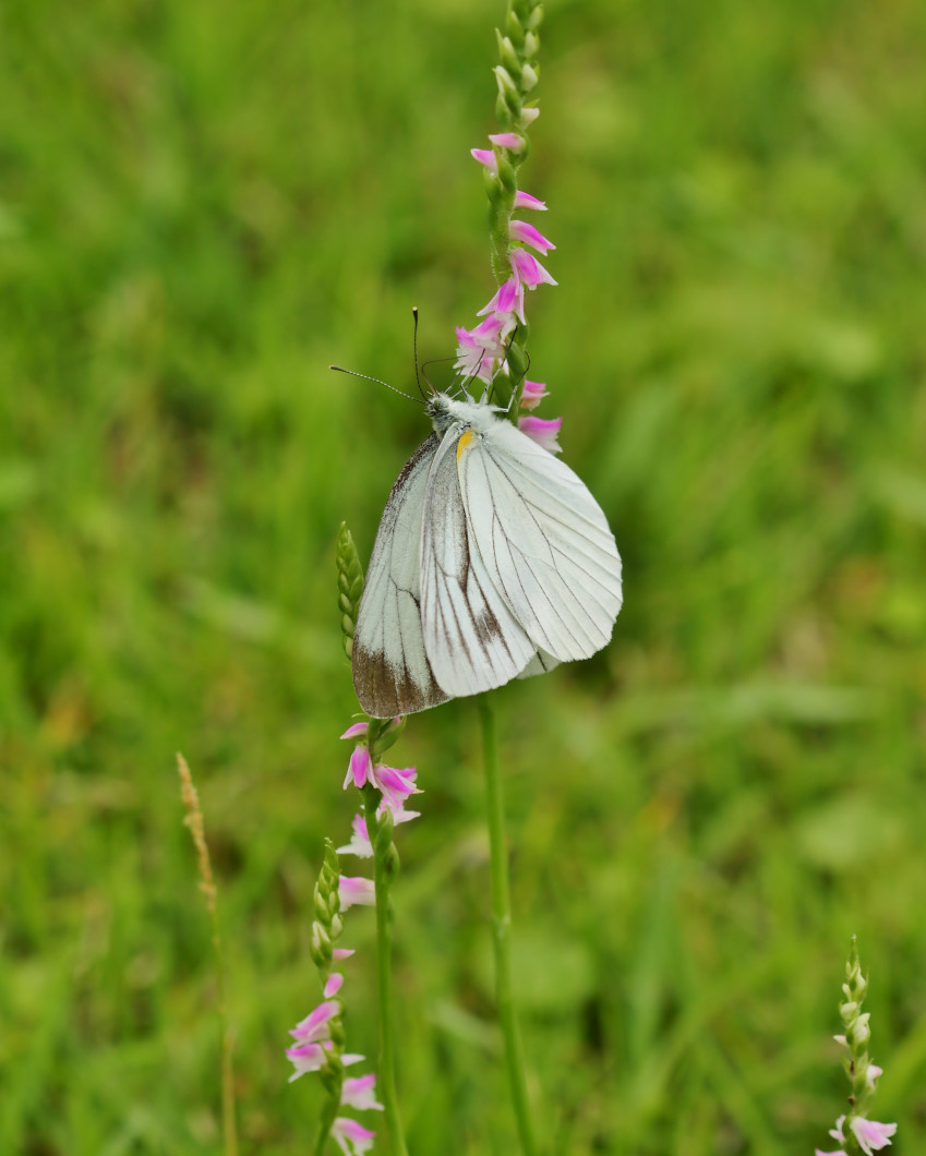 フラワーパークで 去年の花や虫_c0305565_17261862.jpg