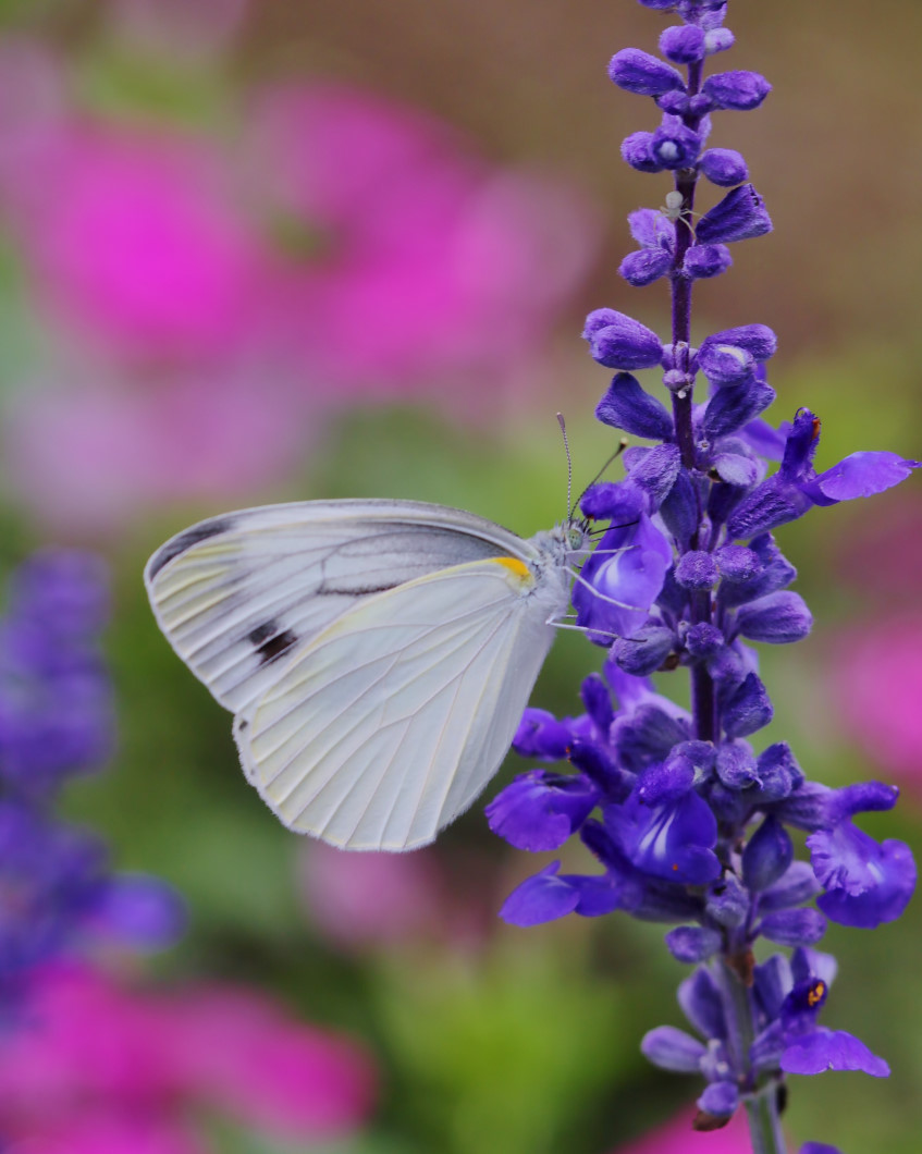 フラワーパークで 去年の花や虫_c0305565_17262756.jpg