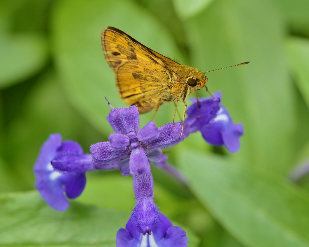 フラワーパークで 去年の花や虫_c0305565_17265085.jpg