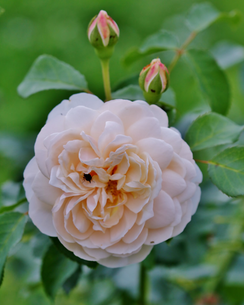 フラワーパークで 去年の花や虫_c0305565_17271649.jpg