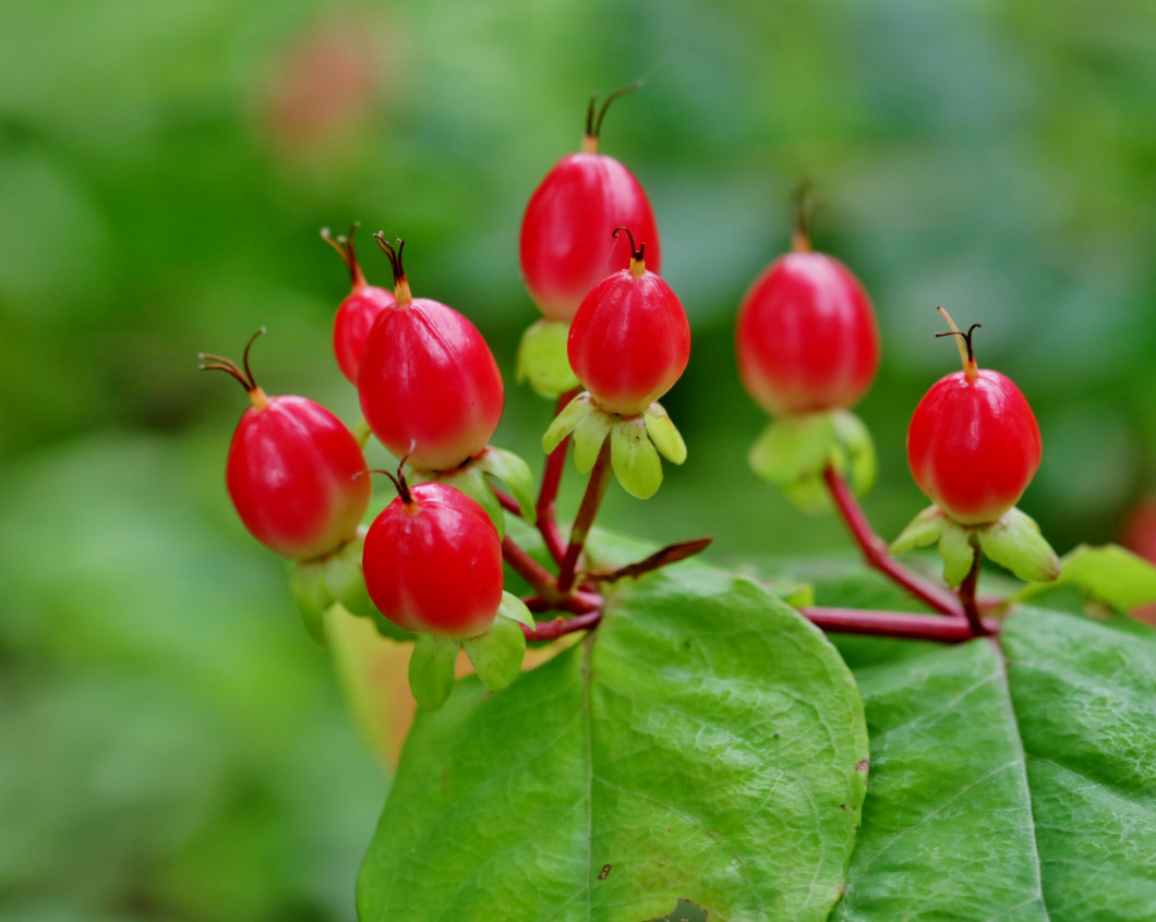 フラワーパークで 去年の花や虫_c0305565_17272841.jpg
