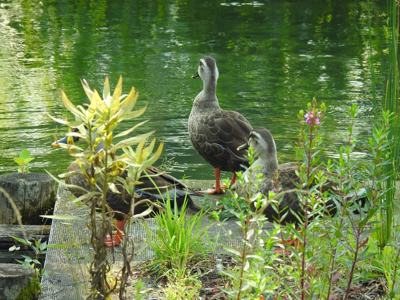 『木曽川水園の風景と鳥と魚と虫と動物達～』_d0054276_19581850.jpg