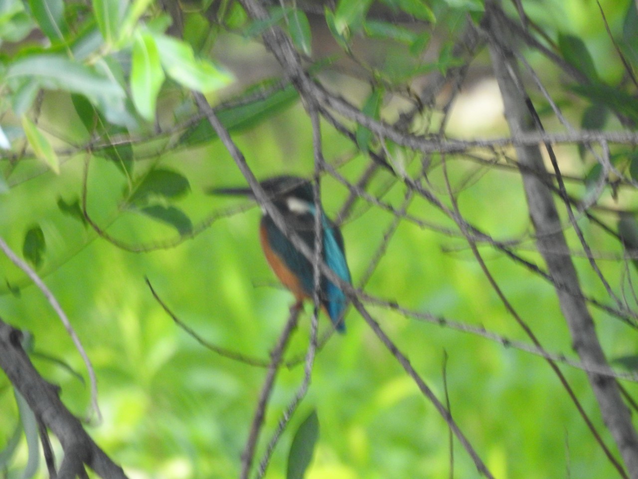 『木曽川水園の風景と鳥と魚と虫と動物達～』_d0054276_19593375.jpg