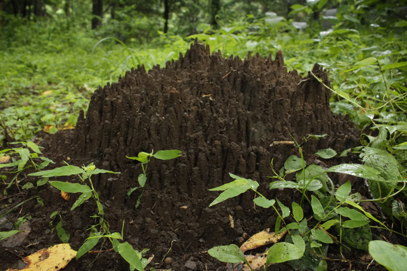 モグラ塚 Jinjin写真館 モグラ塚 Jinjin写真館