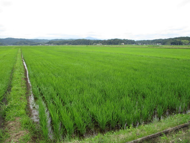 生育調査3回目 令和3年6月30日(目黒角田絆交流事業)_d0247484_10243464.jpg