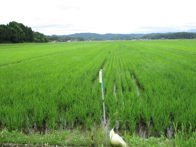 生育調査3回目 令和3年6月30日(目黒角田絆交流事業)_d0247484_10243474.jpg