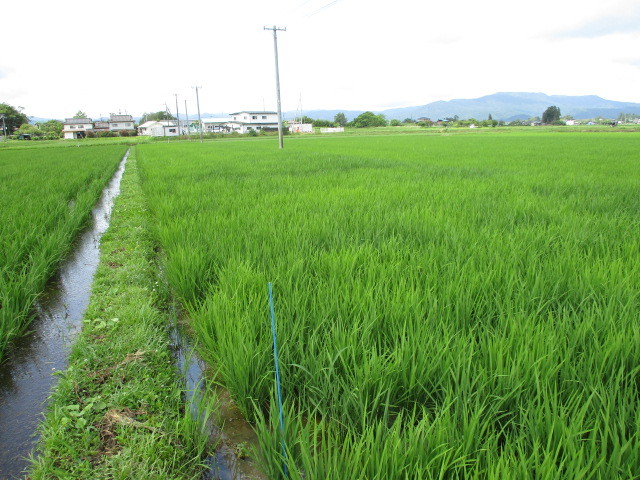 生育調査3回目 令和3年6月30日(下目黒小・枝野小)_d0247484_13454508.jpg