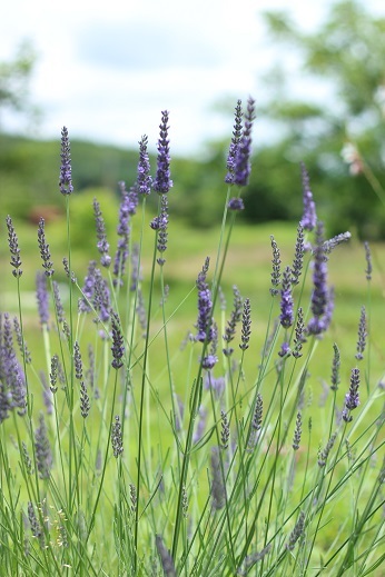 ラベンダーグロッソ : 春てりん日記since2006