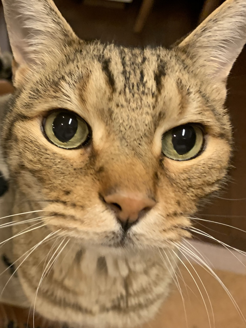 カッコイイプー_e0358096_19212911.jpeg