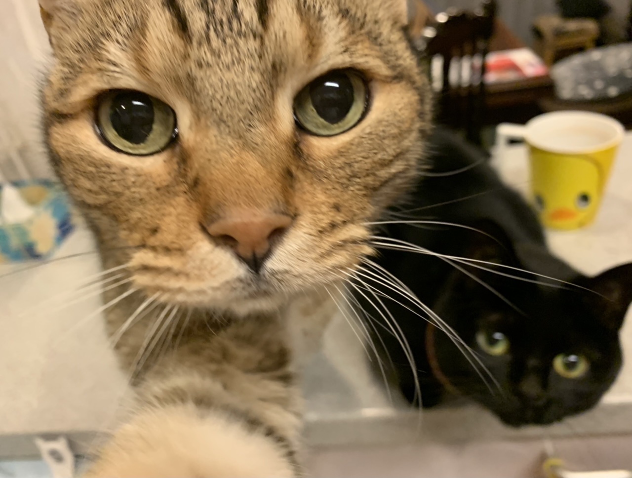 カッコイイプー_e0358096_19214656.jpeg