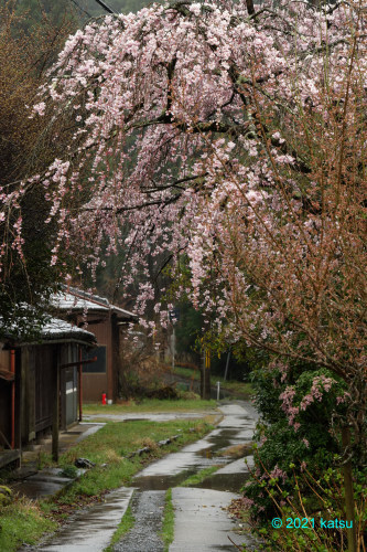 霧雨に立つ③_e0366896_23094647.jpg