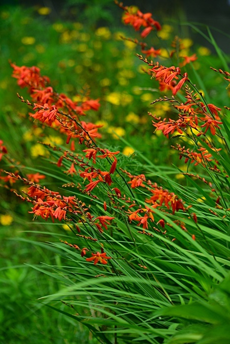 催涙雨 花 Tuzuri
